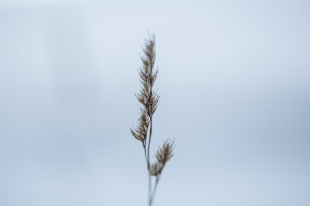 Una planta con tallos largos y delgados frente a un cielo gris