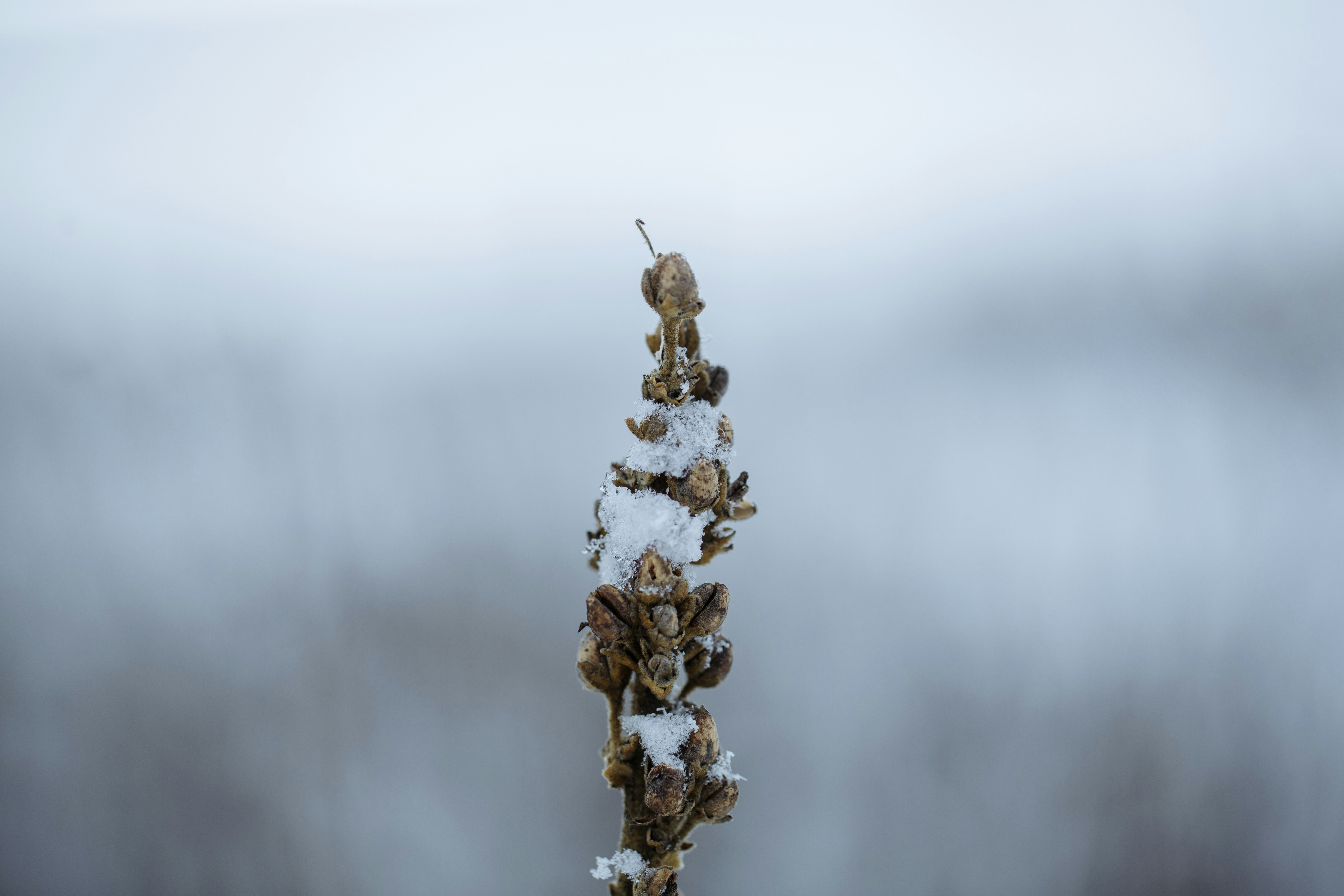 a plant covered in snow on a foggy day