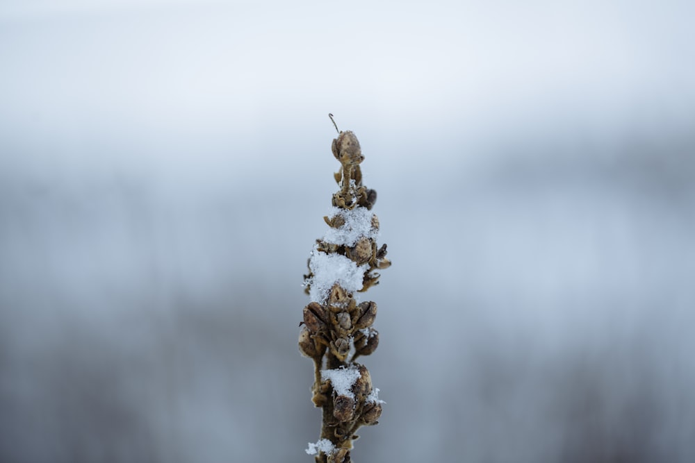 a plant covered in snow on a foggy day