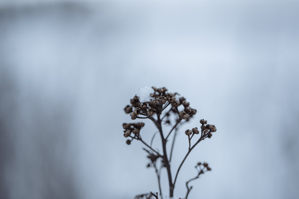 a close up of a plant with snow on it