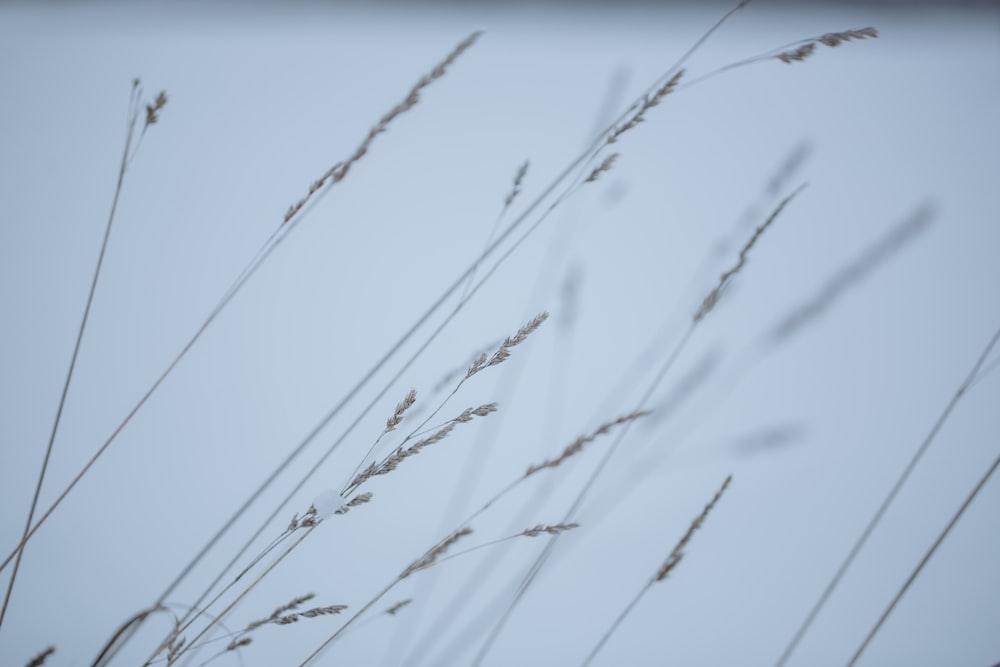 a close up of some tall grass on a cloudy day