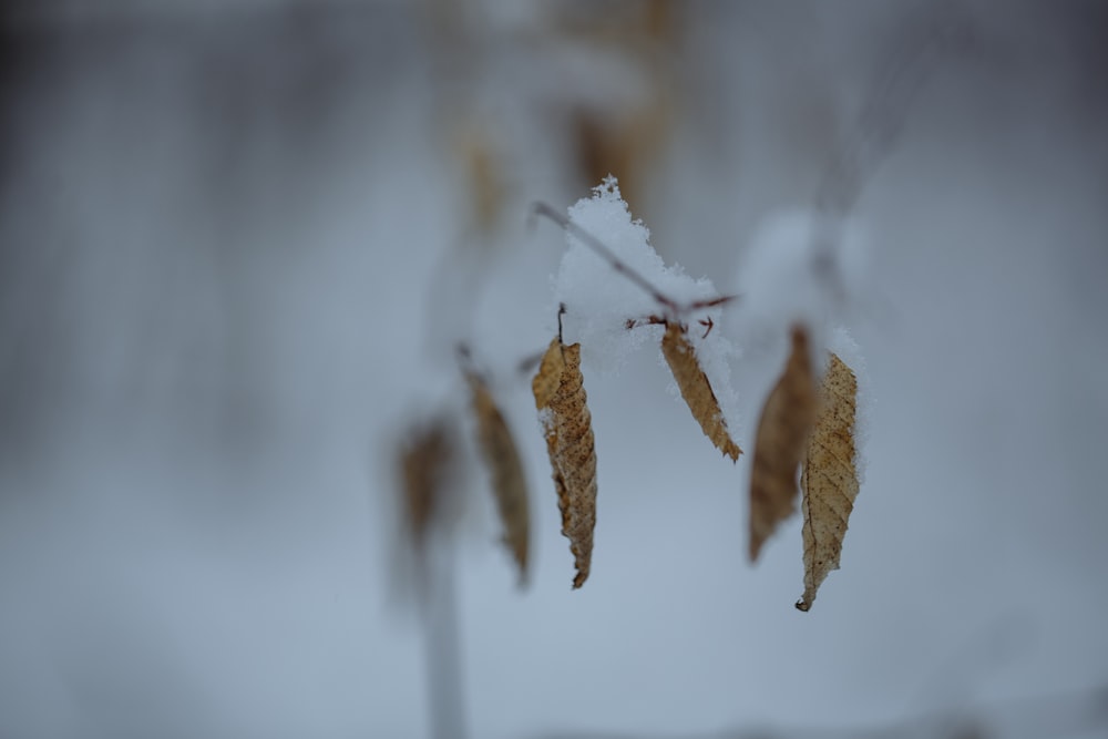 a couple of leaves that are in the snow