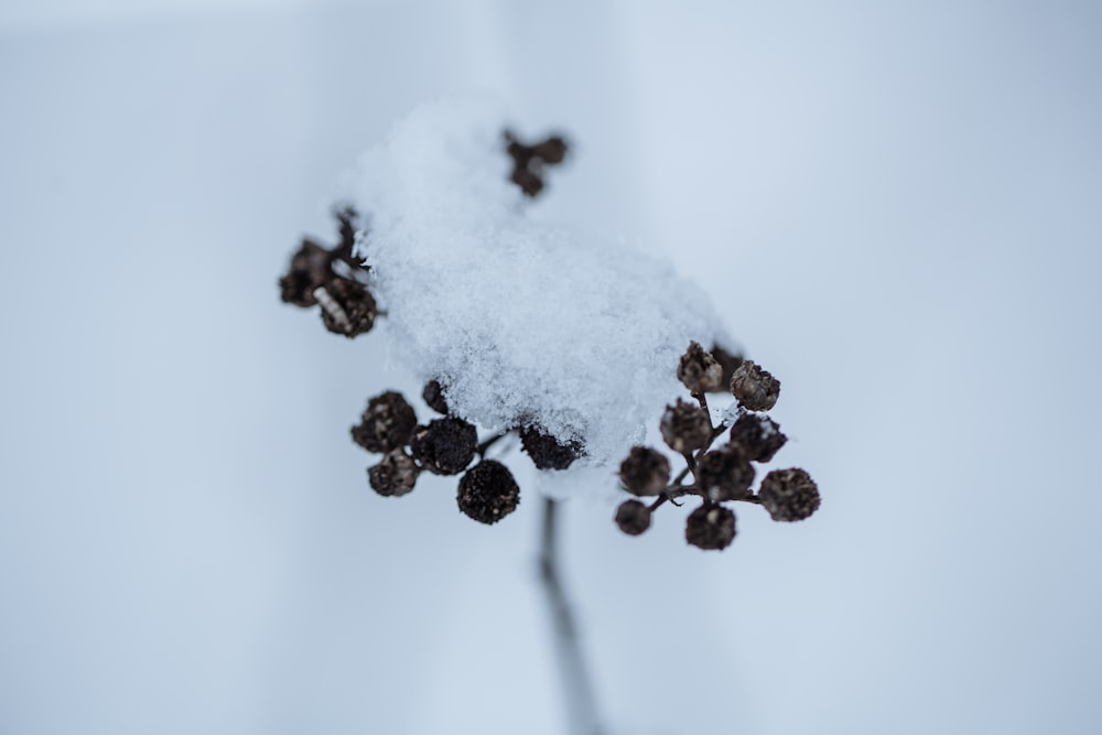 Una piccola pianta coperta di neve in una giornata nevosa
