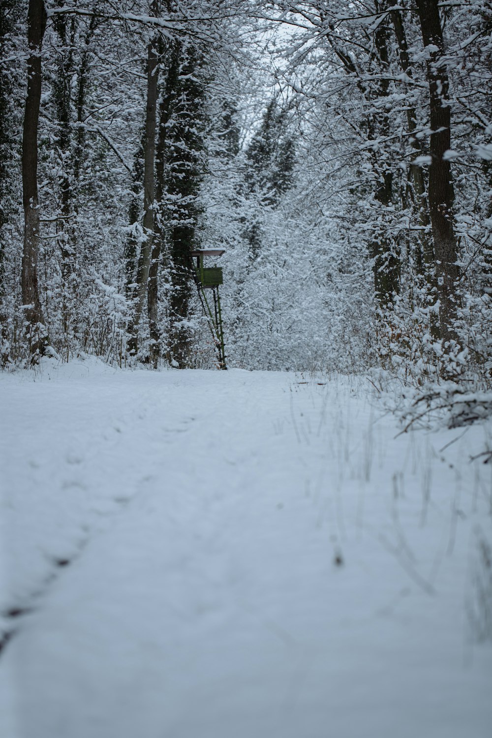 a path through a snowy forest with a bird feeder