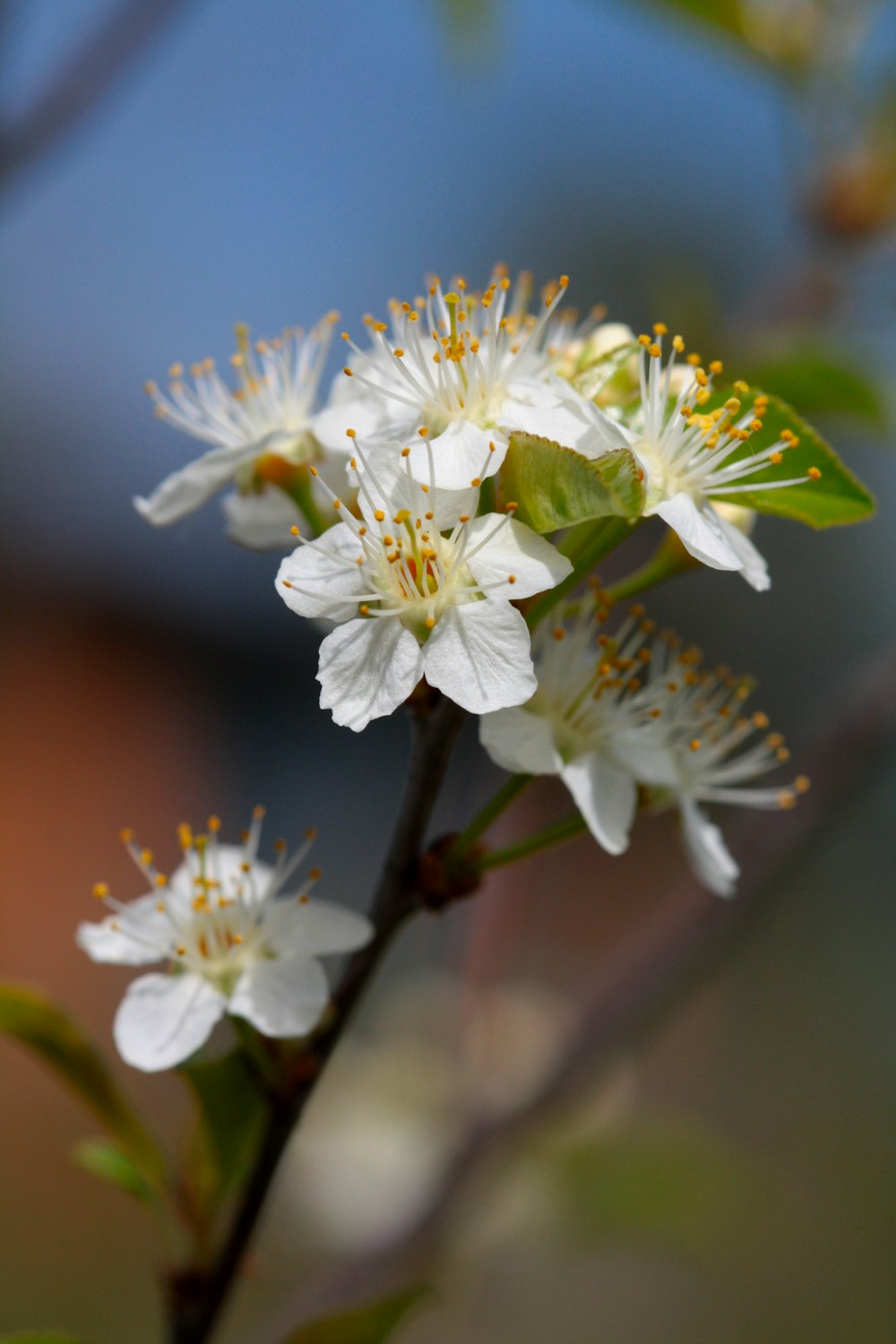 Eine Nahaufnahme einiger weißer Blumen an einem Baum