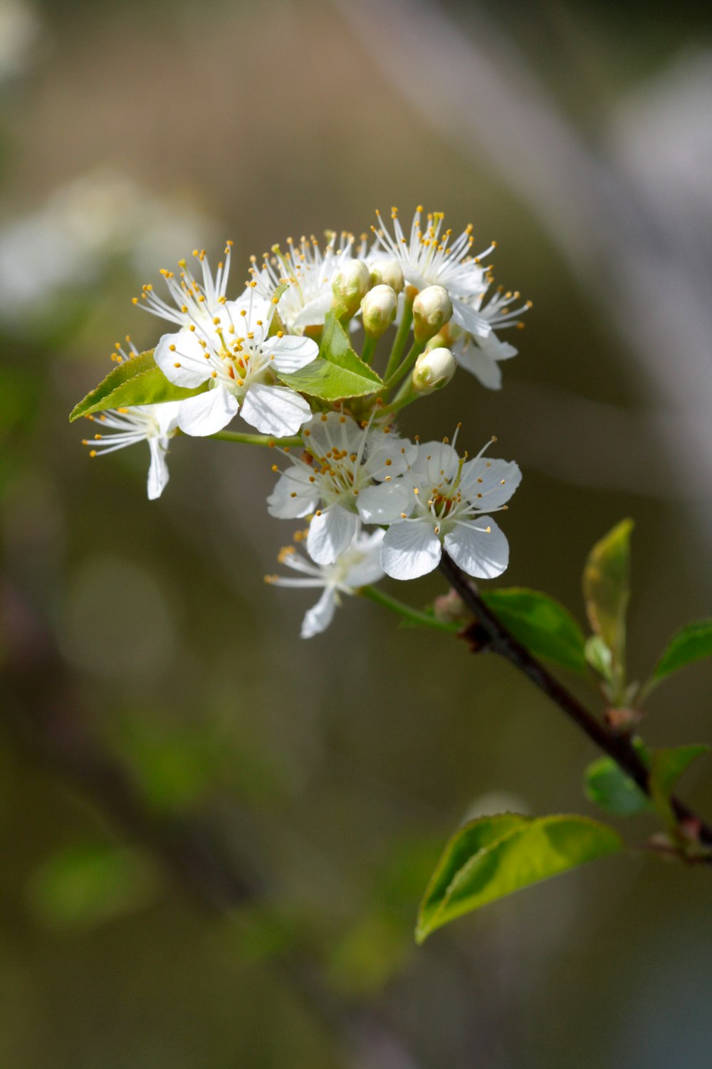 a branch with white flowers and green leaves