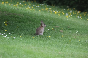 A playful rabbit hopping in a grassy field.