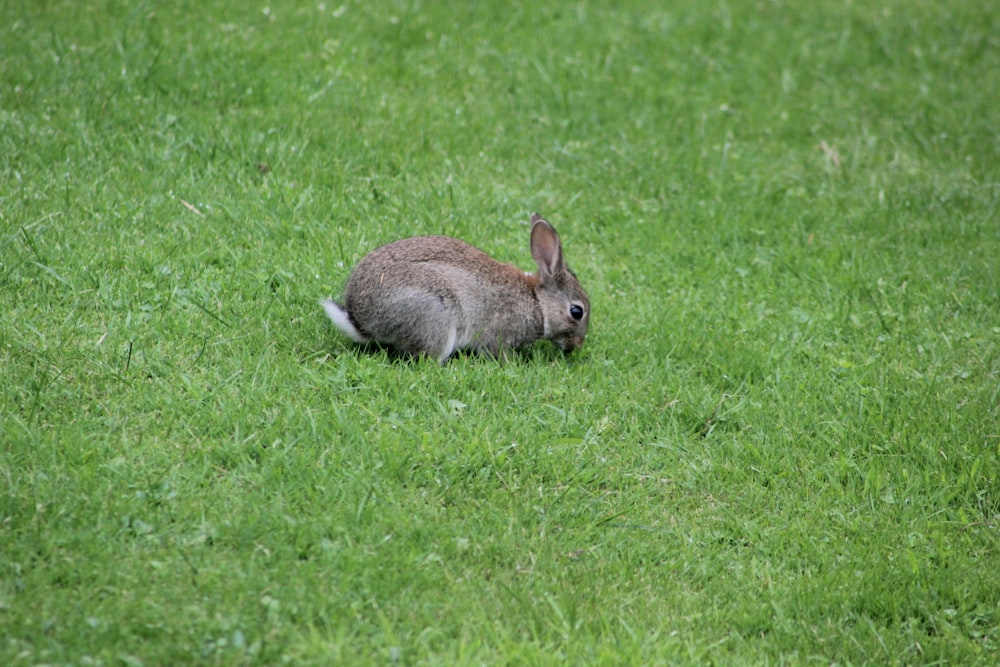 a rabbit is sitting in a field of grass
