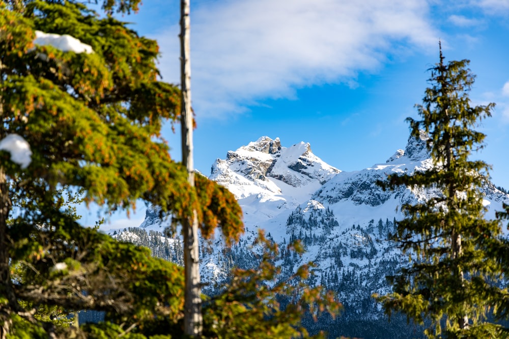a snow covered mountain is seen through the trees