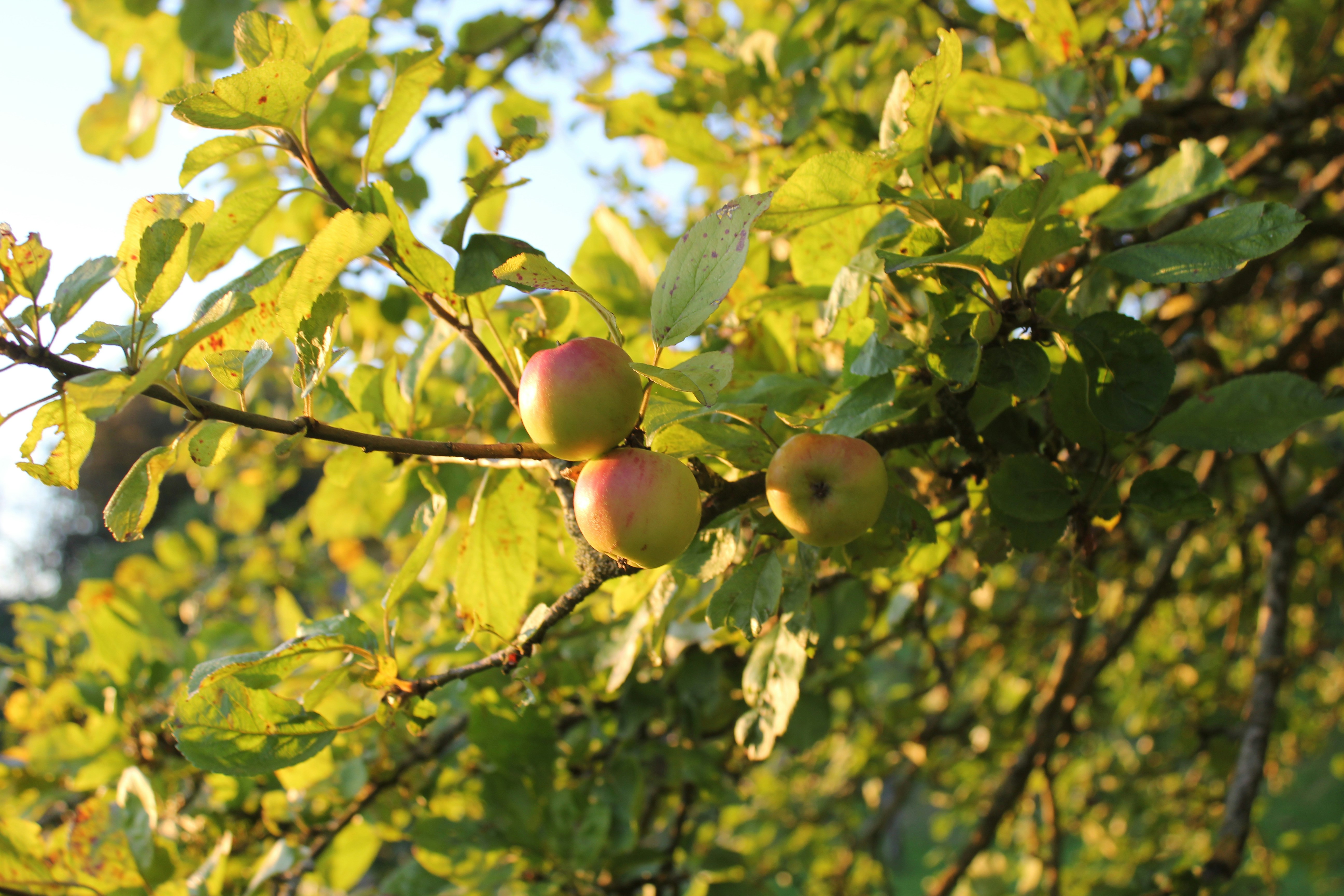 Photo by technomageindustries