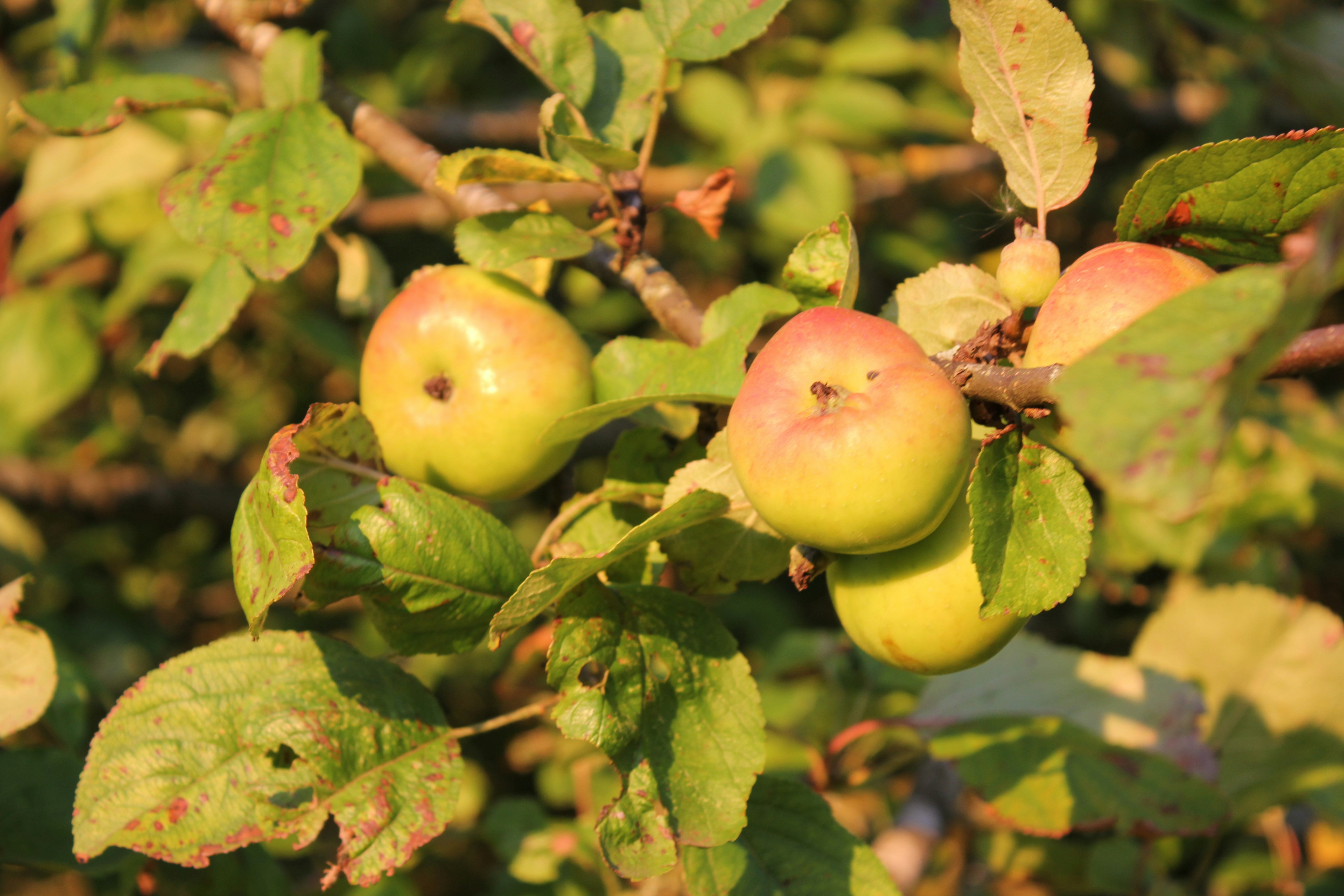 Photo by technomageindustries