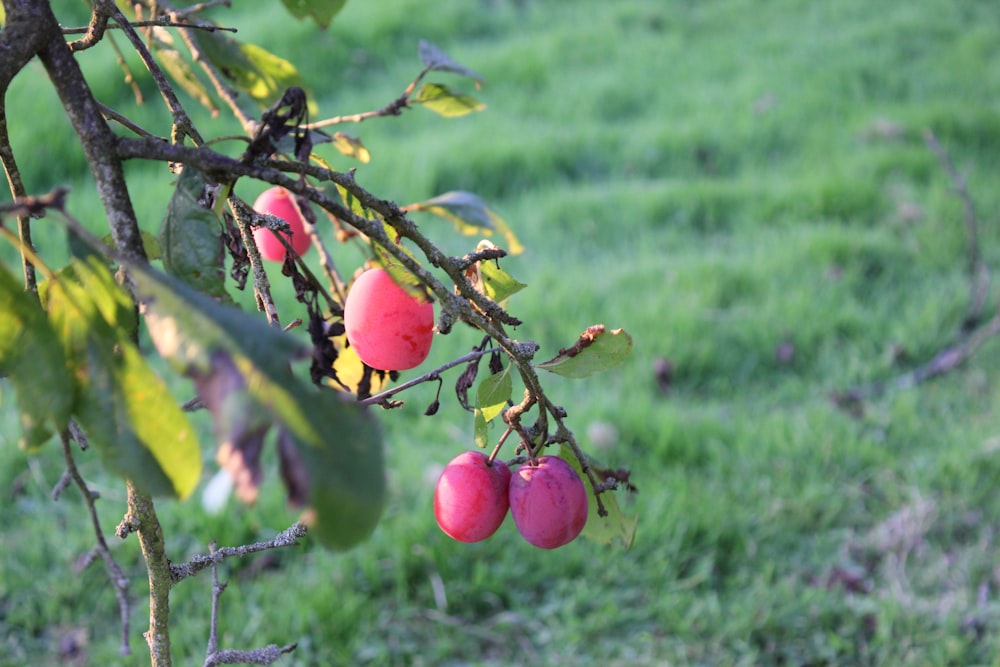 a tree with fruit hanging from it's branches