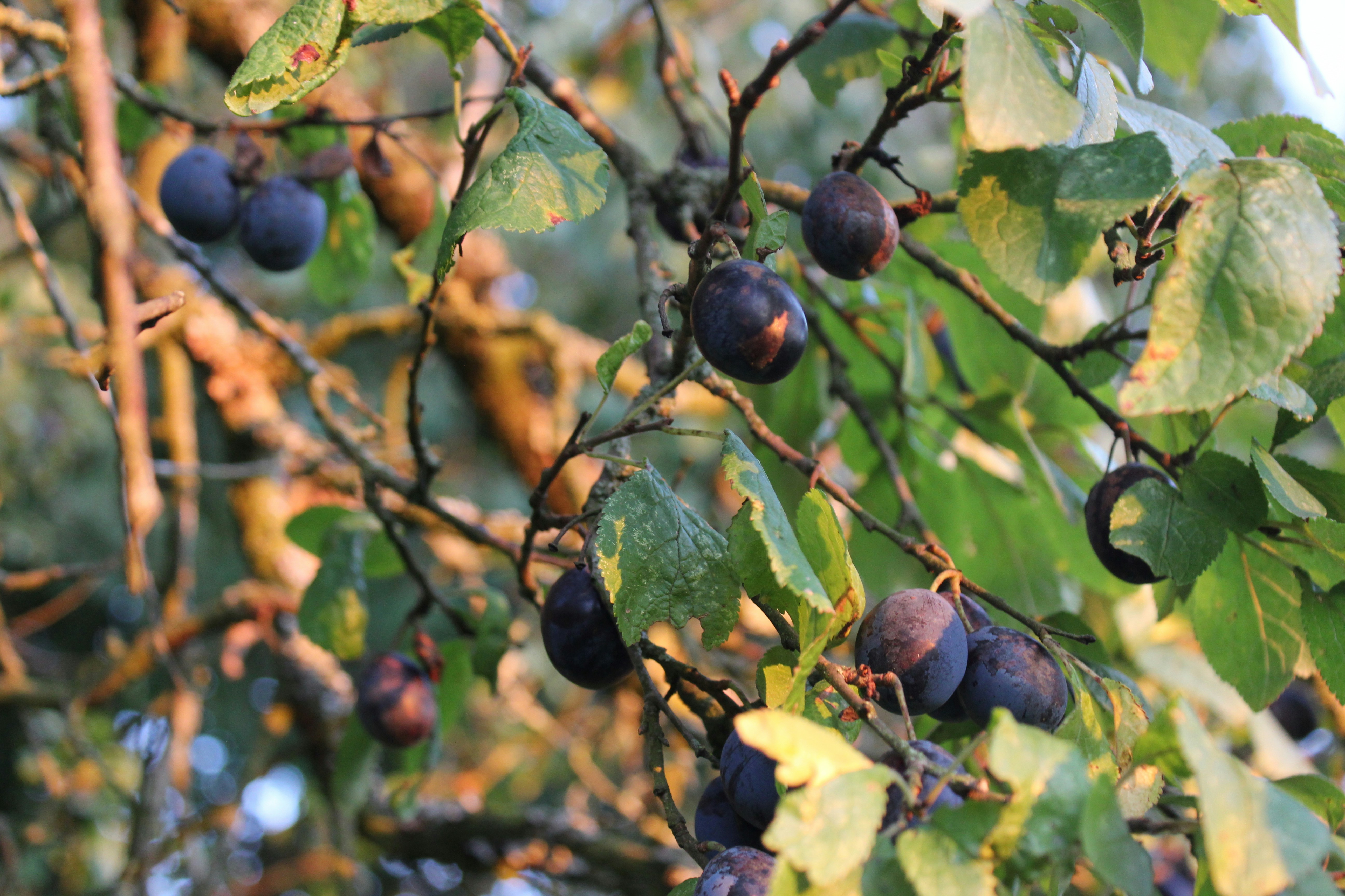 Photo by technomageindustries