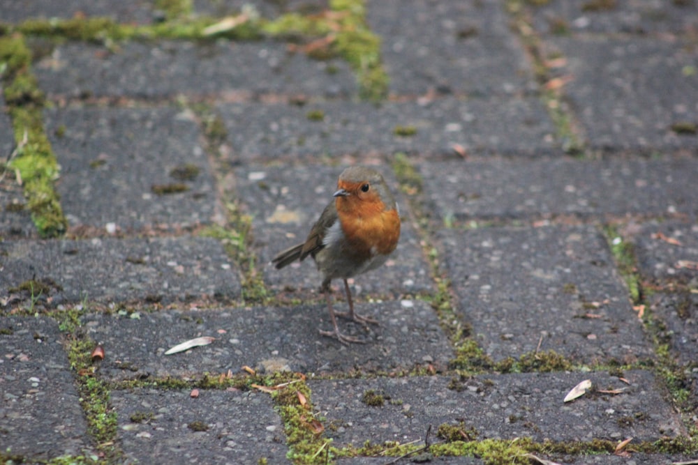 a small bird standing on a brick walkway