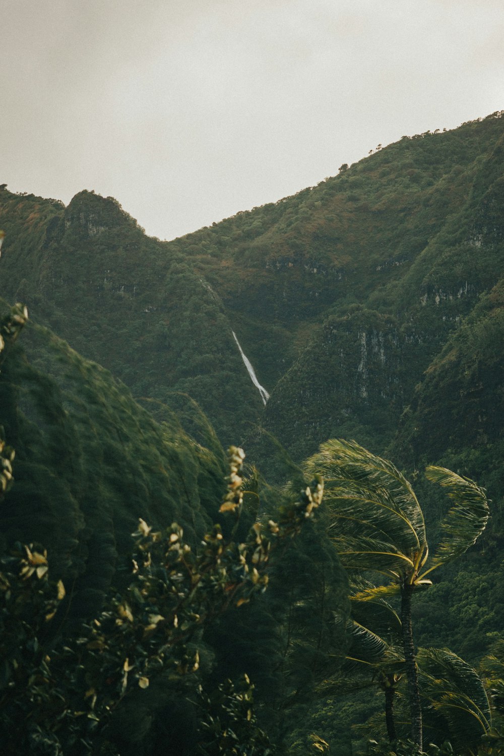 a bird flying over a lush green hillside