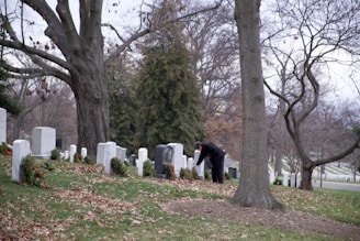 A person is placing fir wreaths with red ribbons on white headstones, surrounded by bare trees. Fallen leaves cover the grassy area, hinting at late autumn or early winter. The scene is tranquil and solemn, with rows of gravestones stretching into the distance.