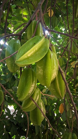 A vibrant cluster of passion fruits resting on green leaves under sunlight.