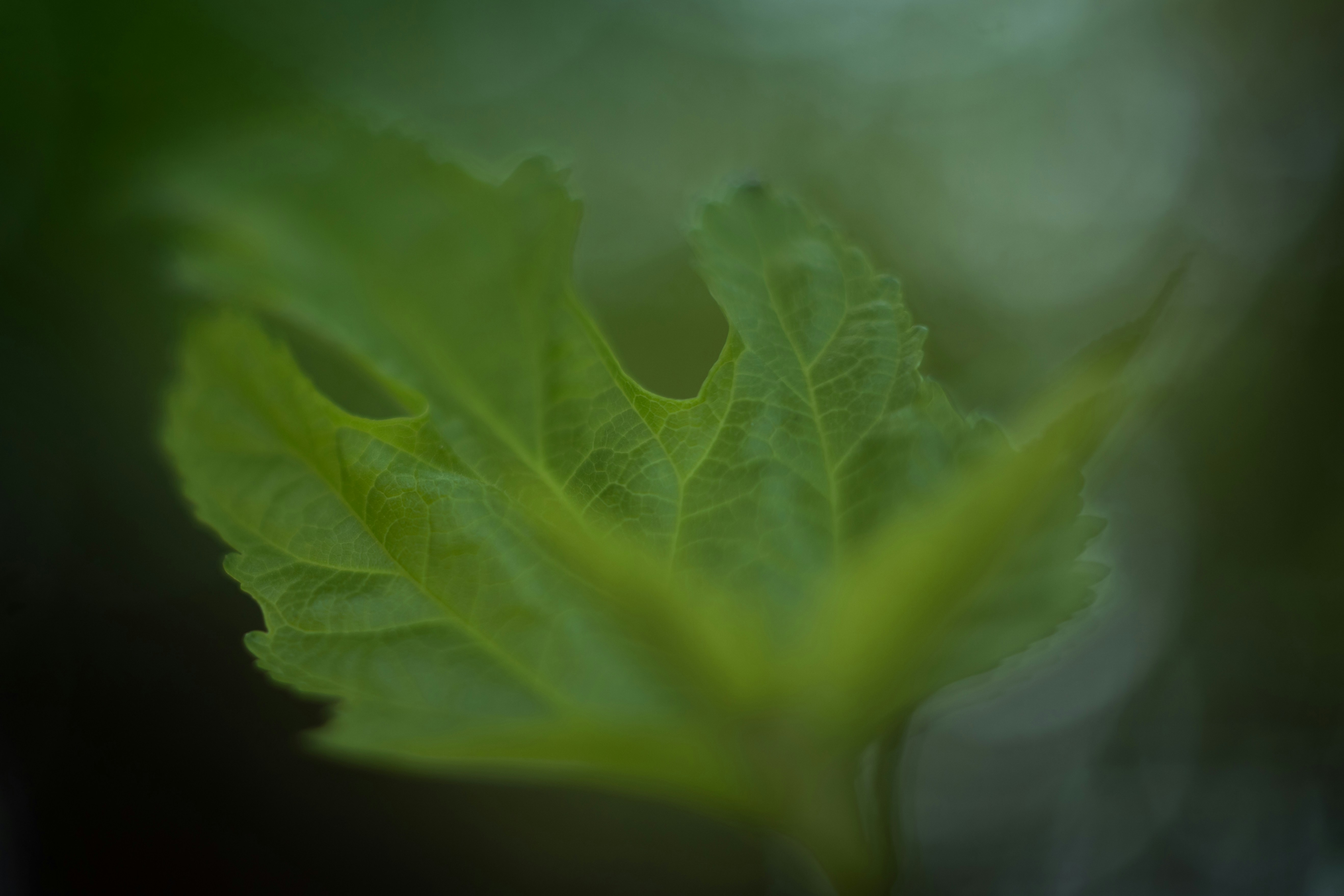 a close up of a green leaf with a blurry background