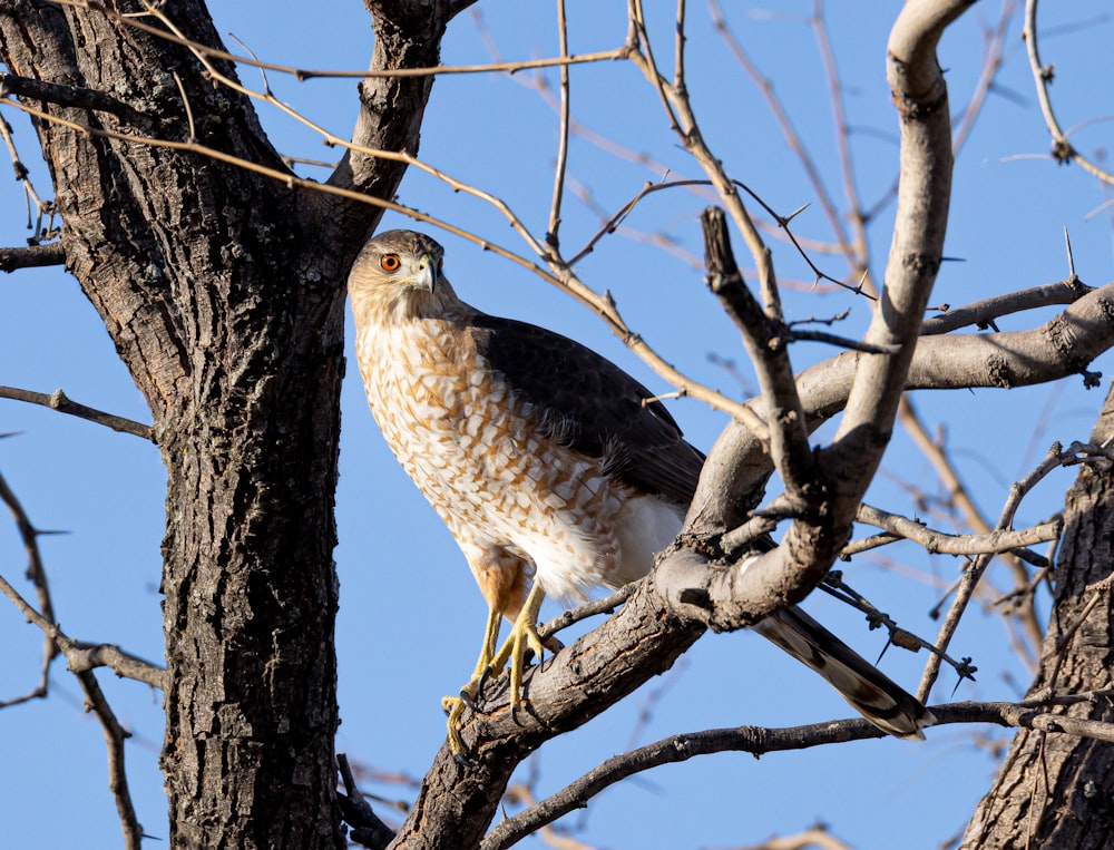 a bird perched on a branch of a tree