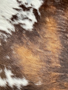 A close-up view of a textured surface composed of fur with a mix of white, brown, and dark brown patches. The pattern appears natural and organic, resembling an animal hide with a soft and fluffy appearance.