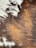 Close-up of a cowhide rug with natural textures on a wooden floor.