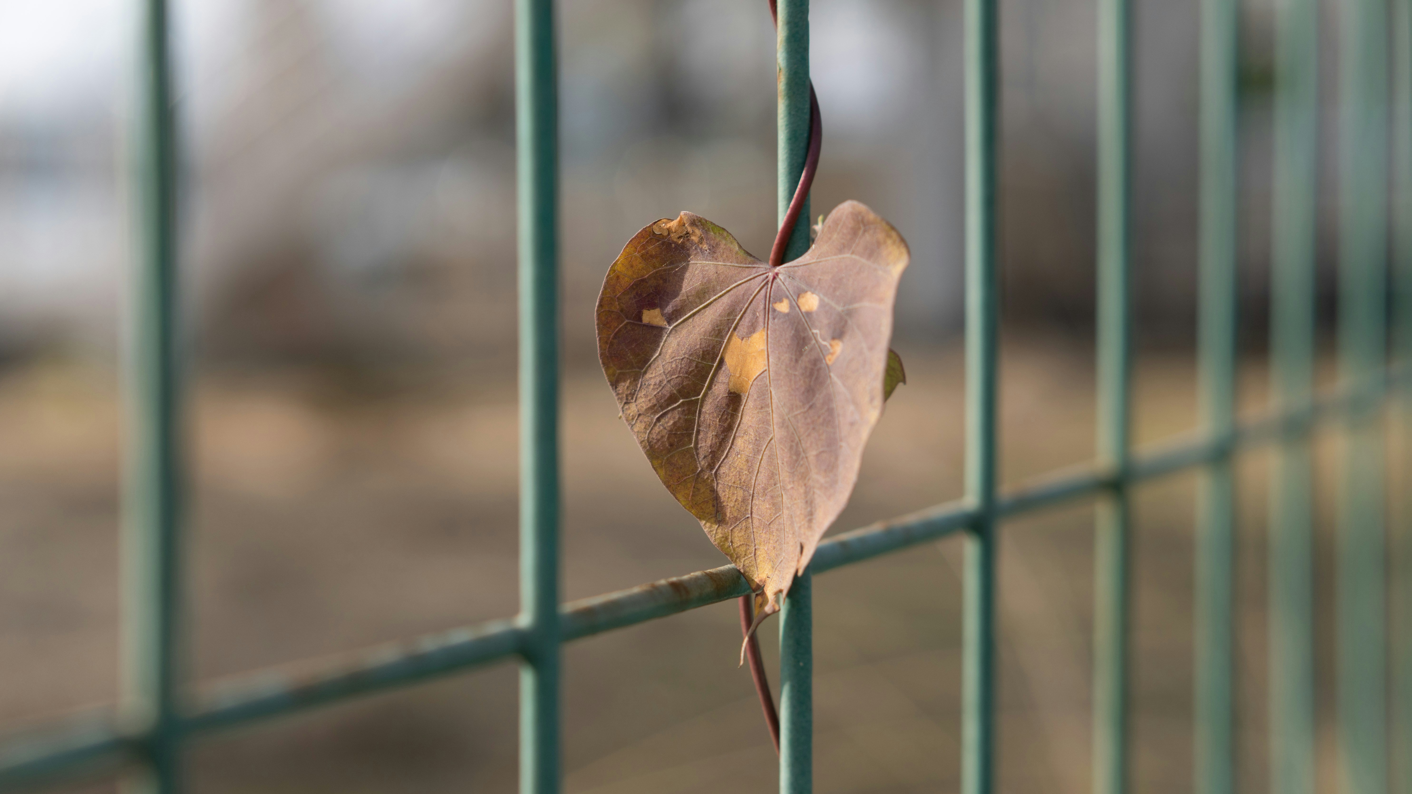 une feuille est accrochée à une clôture verte