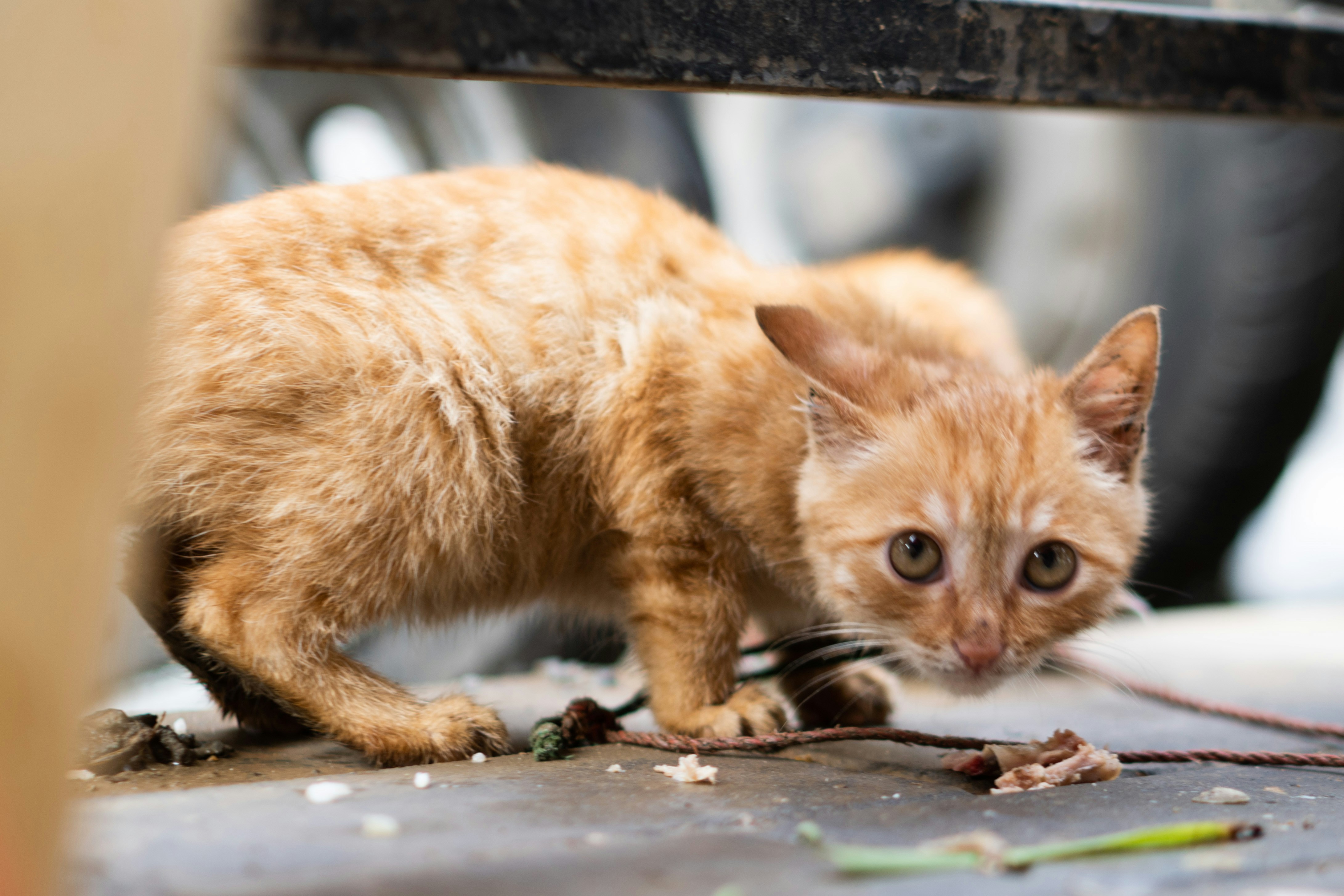 11 Enzyme-Based Solutions Compatible with Natural Cat Litter