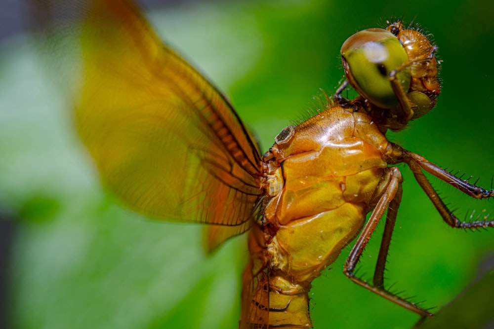 a close up of a dragon fly on a leaf