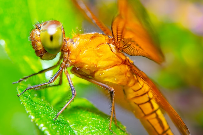 Close-up of a vibrant dragonfly perched on a leaf with intricate wing details.