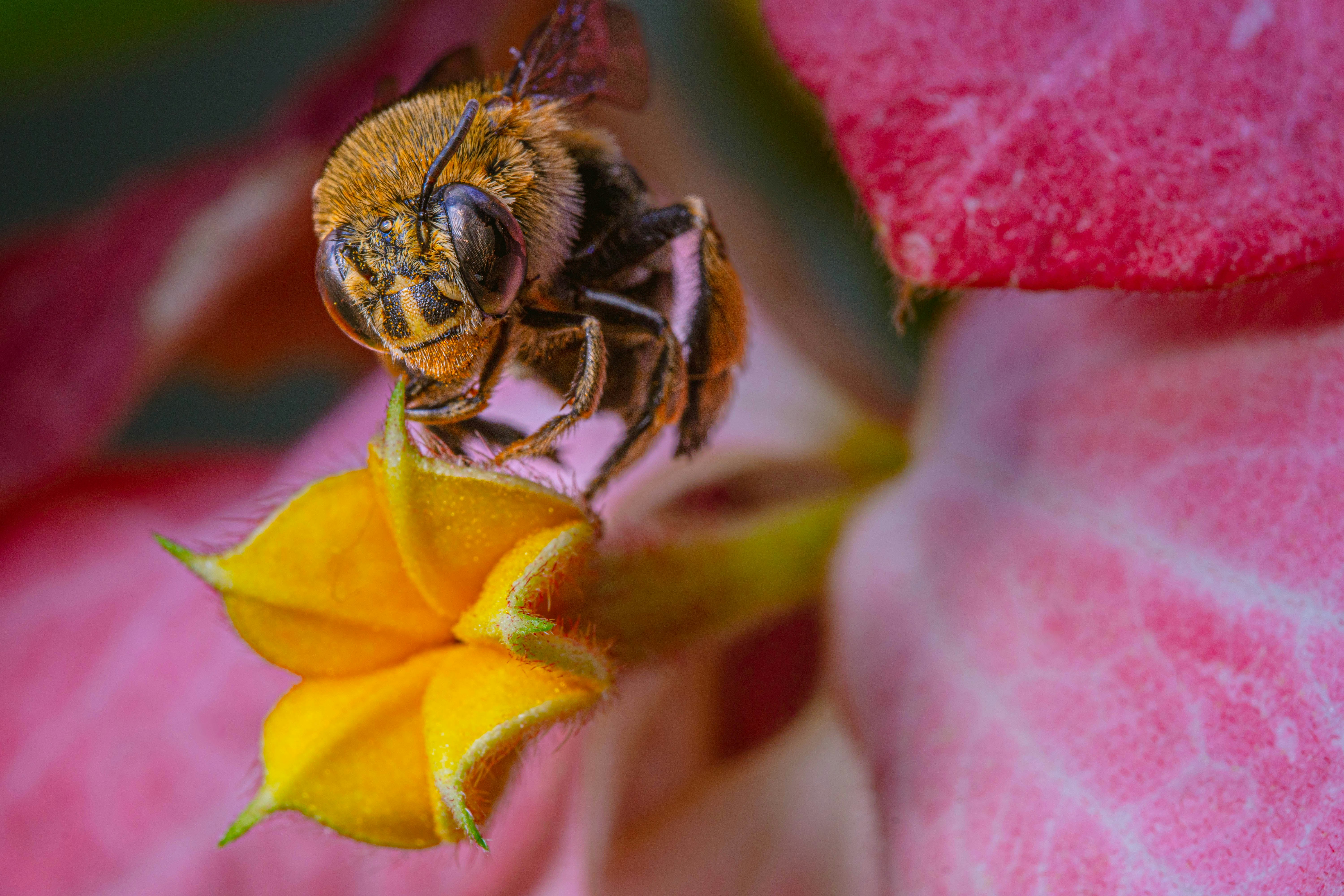 a close up of a bee on a flower