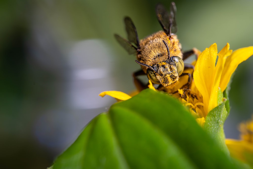 a bee sitting on top of a yellow flower