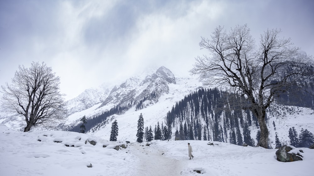 a snow covered mountain with trees and a trail