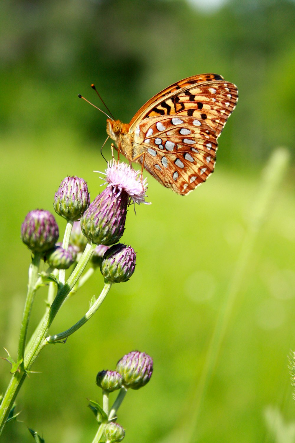 a butterfly sitting on top of a purple flower