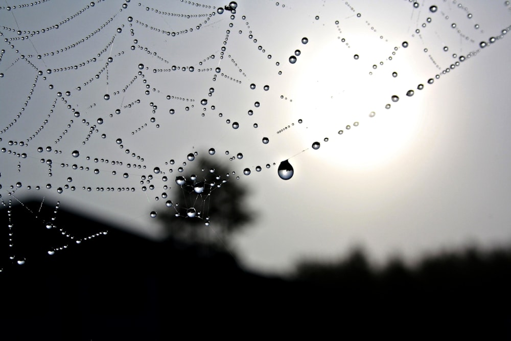 a spider web with drops of water on it