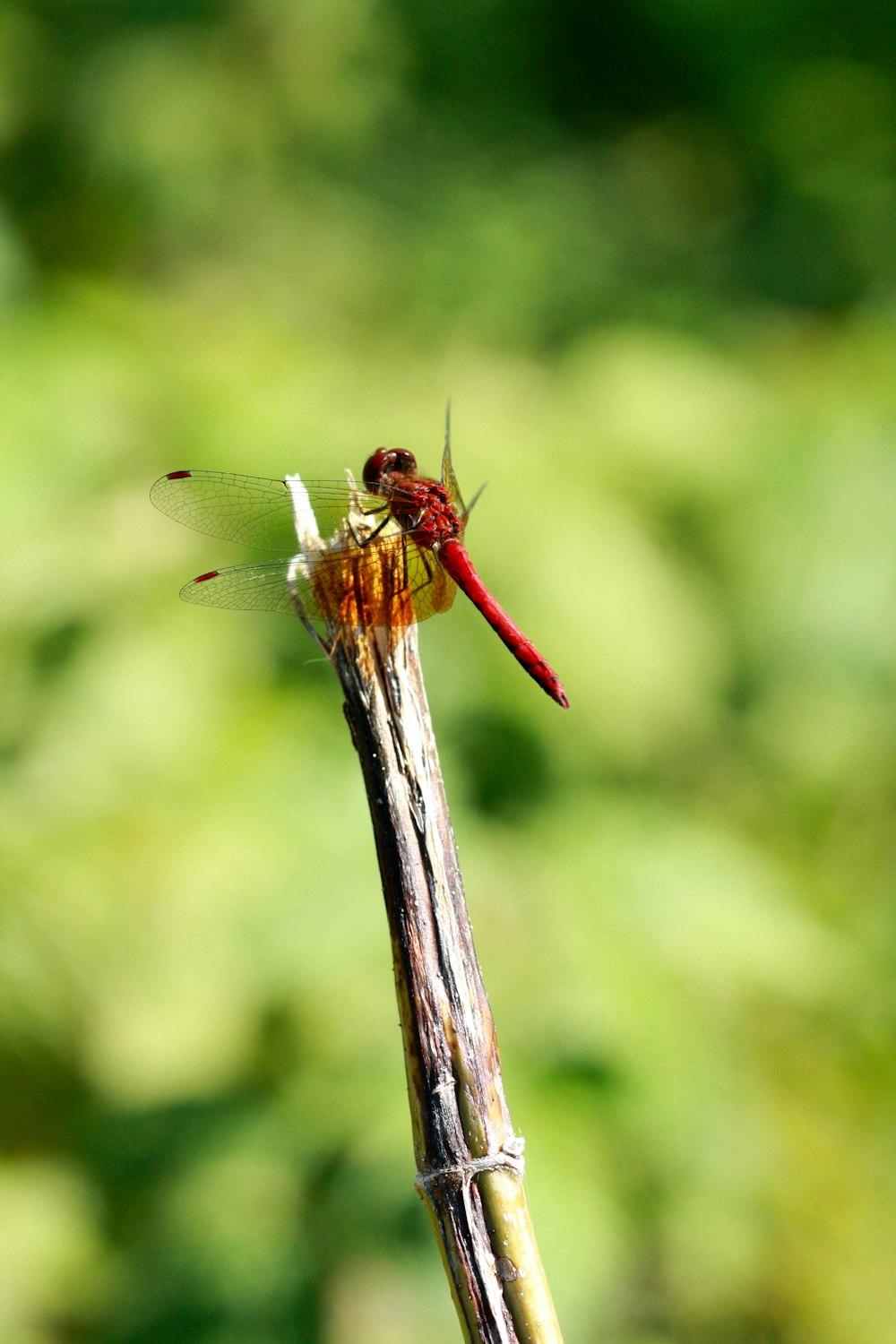 a dragonfly sitting on top of a wooden stick