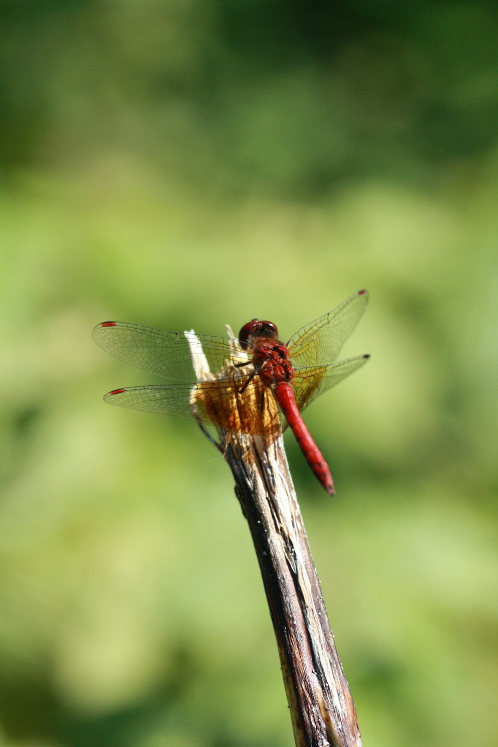 a red dragonfly sitting on top of a wooden stick