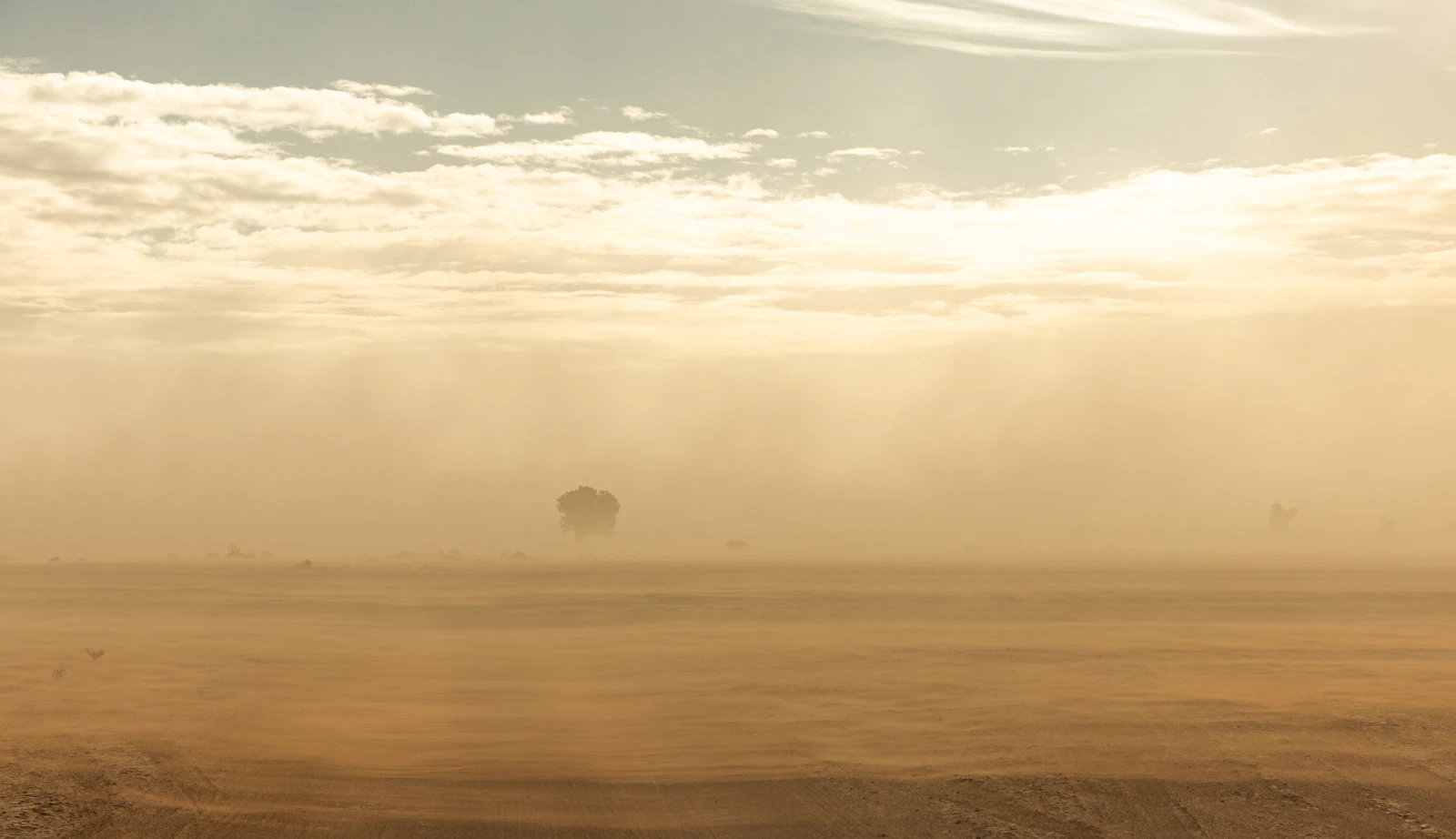 A dense dust storm rolling across a flat Omani desert landscape, sunlight diffusing through the haze with a lone tree barely visible in the distance