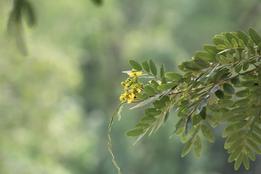 a branch of a tree with yellow flowers