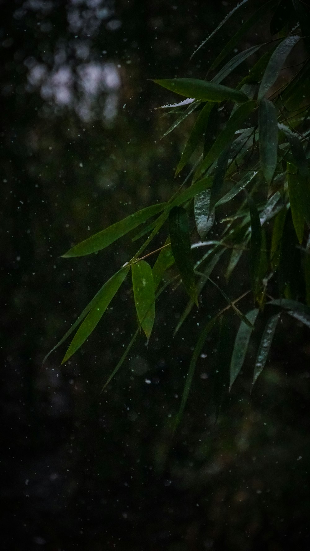 a branch of a tree in the rain