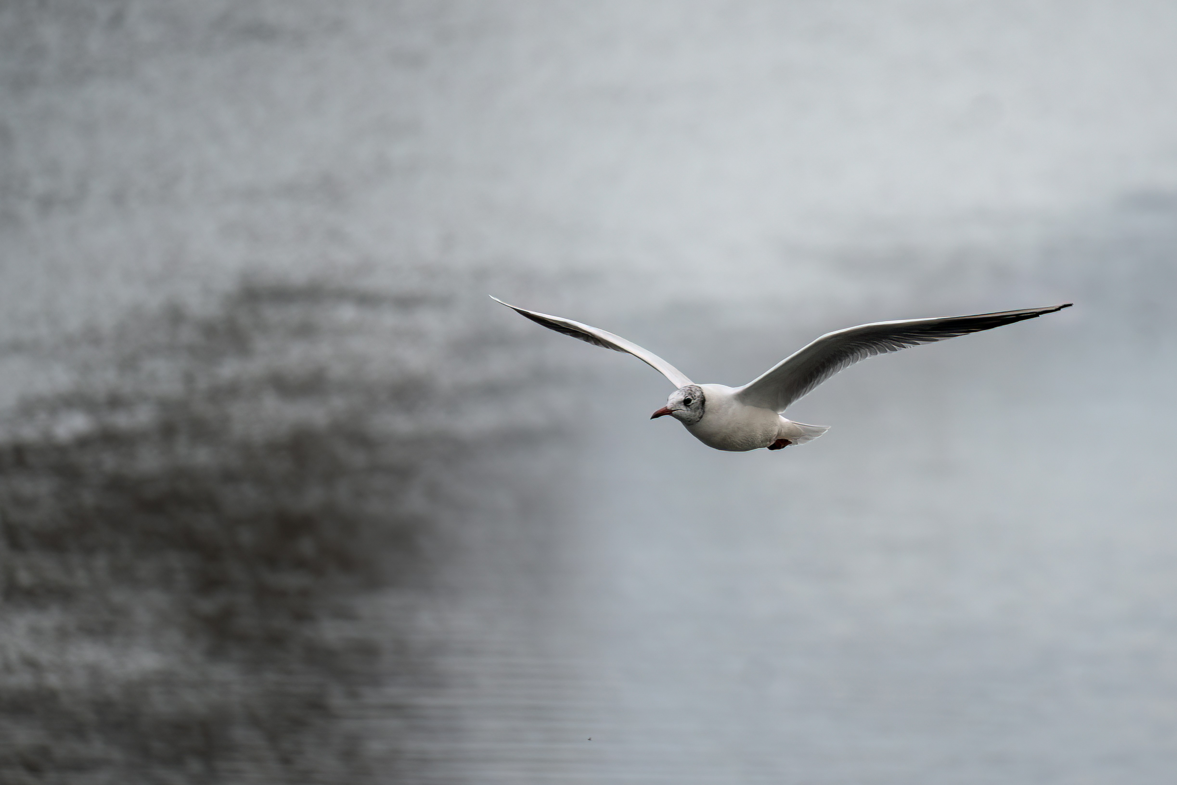 Photo by lacostercell