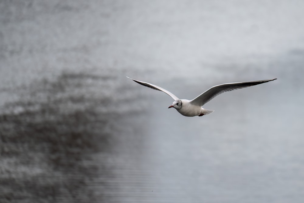 a white bird flying over a body of water