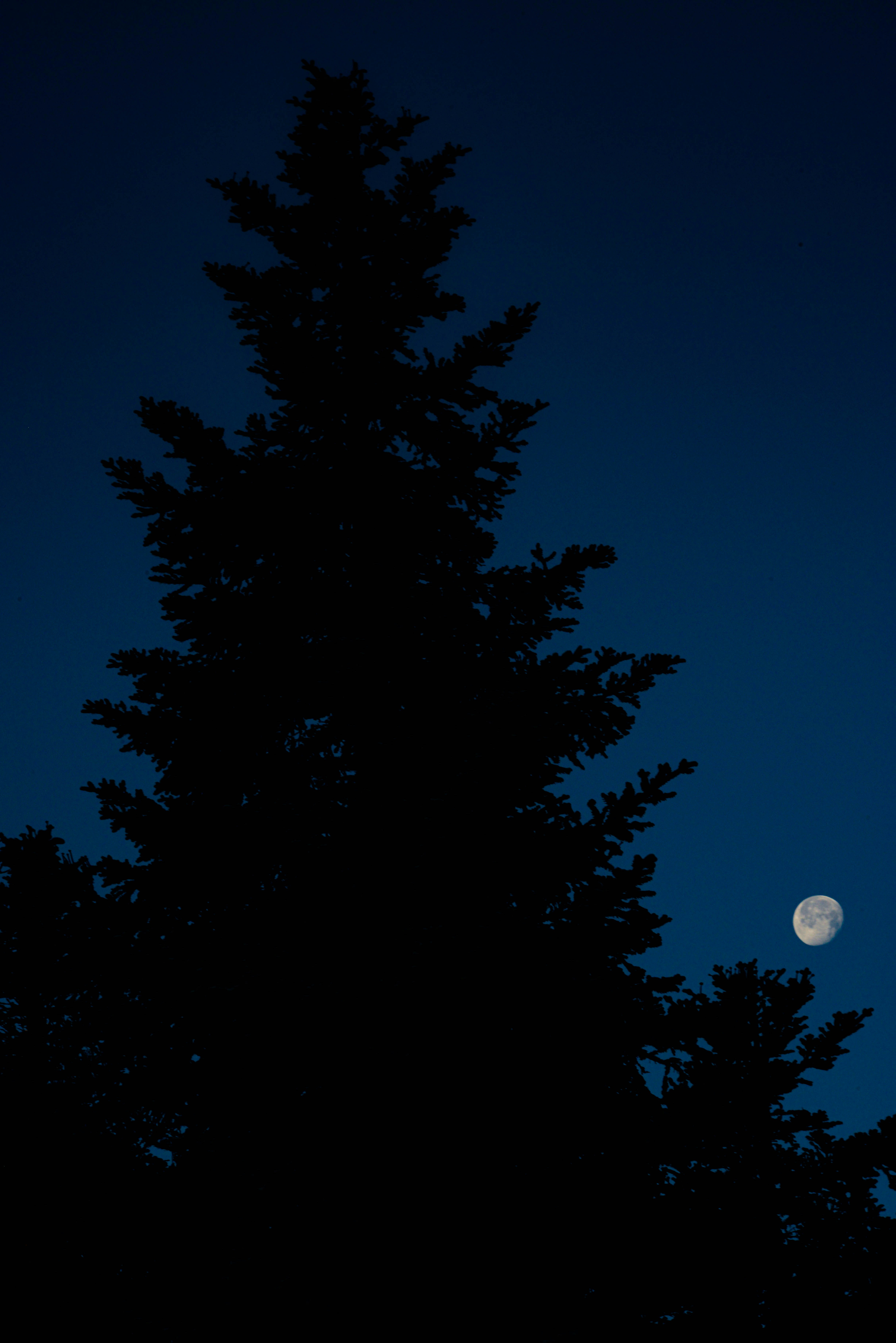 a full moon is seen through the branches of a tree