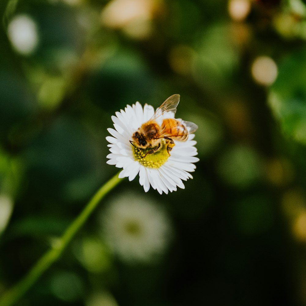 a bee sitting on top of a white flower