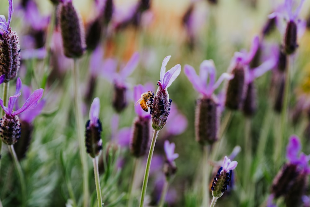 a field of purple flowers with a bee on it