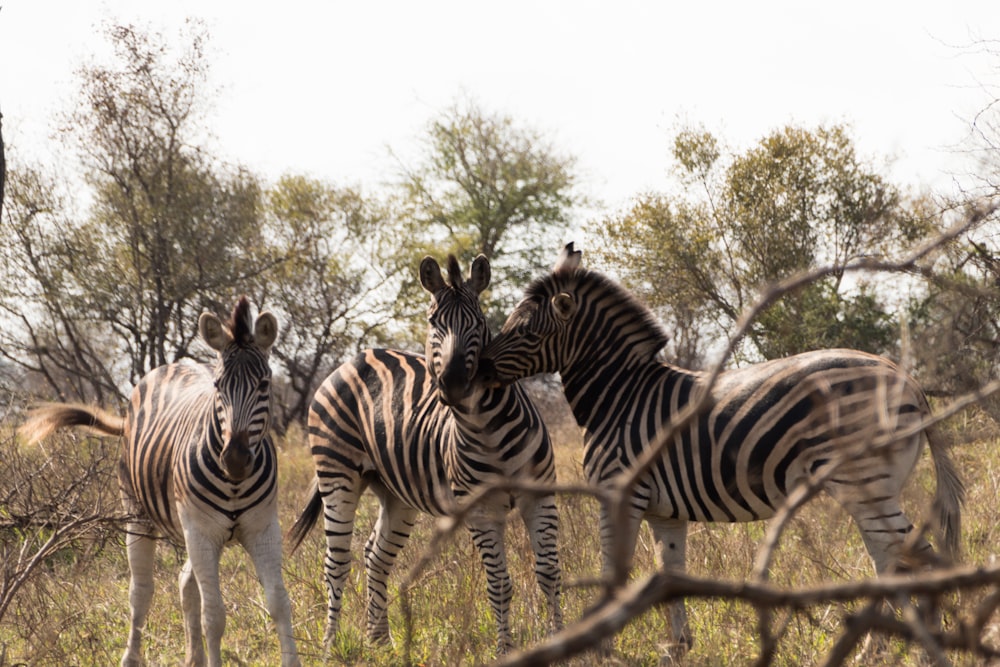 a group of zebras are standing in a field