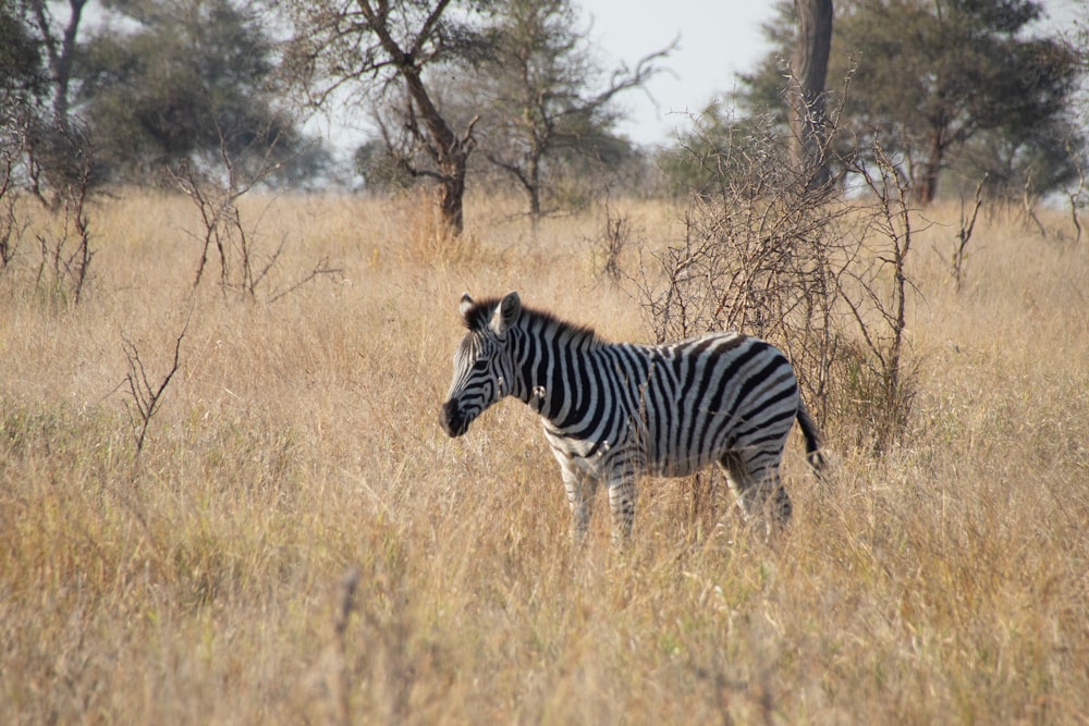 a zebra standing in a field of tall grass