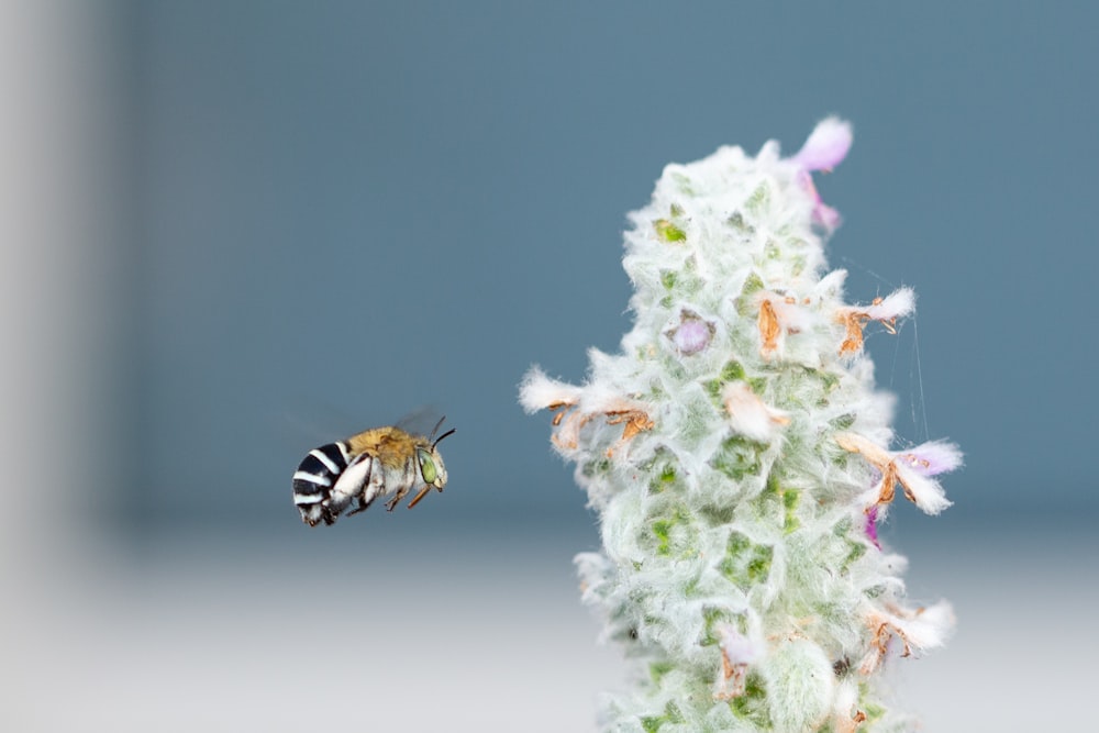 a close up of a bee flying near a flower