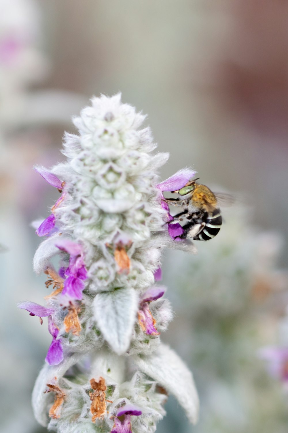 a close up of a flower with a bee on it