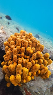 Bright orange coral formation stands prominently on the ocean floor, surrounded by clear blue water. Several small dark fish swim in the background, adding a dynamic element to the underwater scene.