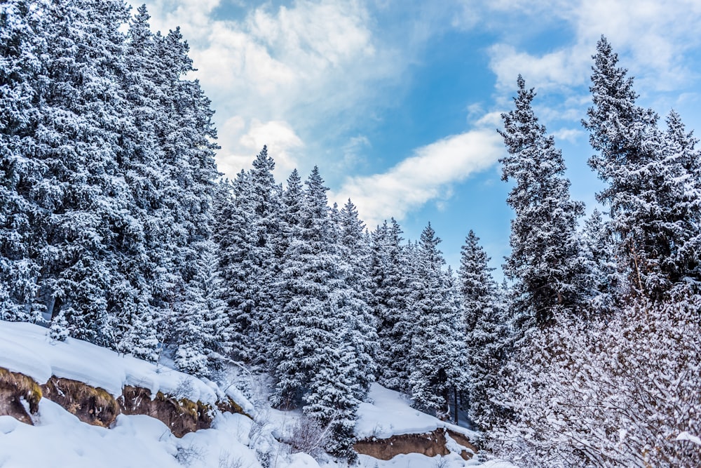 a snow covered forest filled with lots of trees